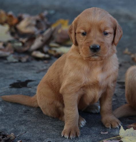 Red golden retriever for sale - £2,700 Each For Sale Gorgeous fox red Golden Retriever puppies for sale. This advert is located in and around Northampton. We are excited to announce the birth of our beautiful puppies from Nellie and Teddy. They have produced 8 gorgeous, chunky pups born on 6th February. 2 gorgeous boys remaining Sire ‘Croinafeile... 